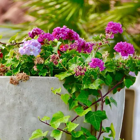 En 普拉亚戴尔雷安格莱斯