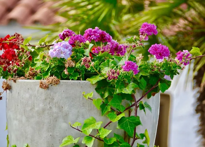 En بلايا ديل إنغلز